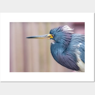 Tricolored Heron in Neck Tucked Pose Posters and Art